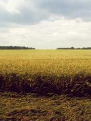 Rebirth in 1970: Eat