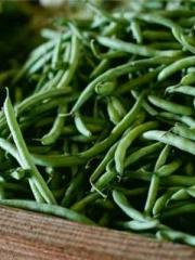 Transmigration: Feel