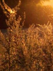 The Realm of the Dao