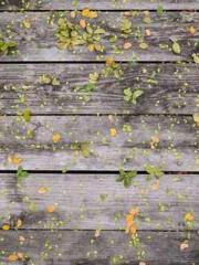 The Rebirth of a Phy