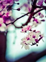 lt;Heavenly Fire Dyn