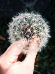 The Poisonous Doctor