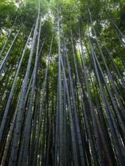 lt;lt;lt;Reborn Soar